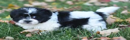 Teddy Bear dogs for sale: Arnellie - Ad 3