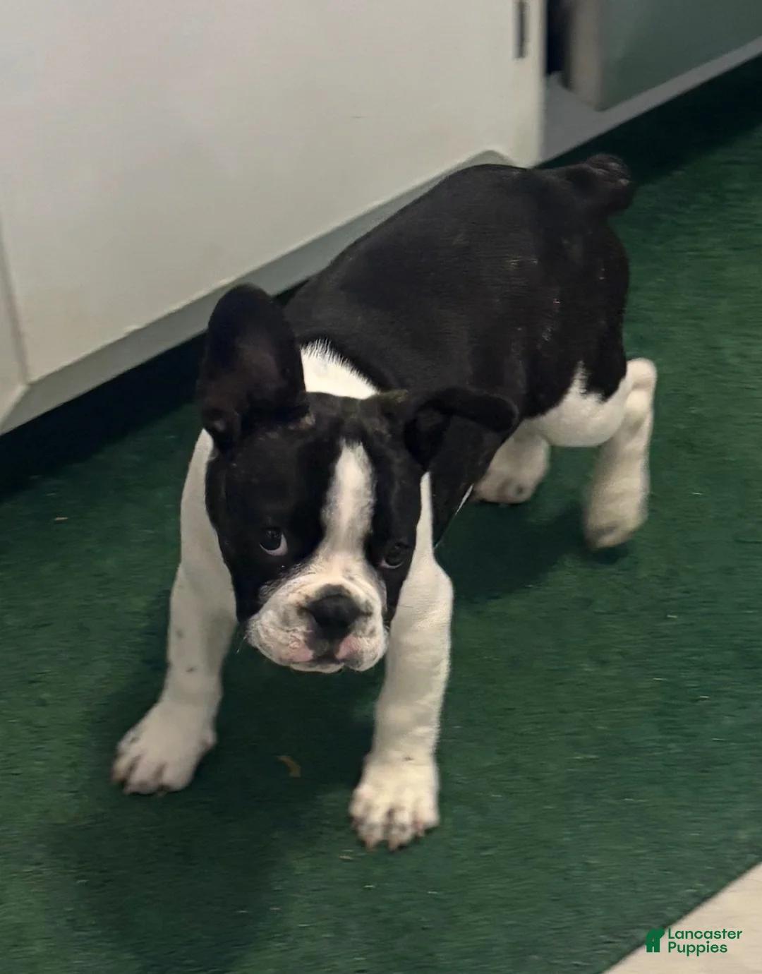 French Bulldog dogs for sale: French Bulldog 1 - Ad 2