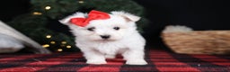 Maltese dogs for sale: ACE - Ad 20