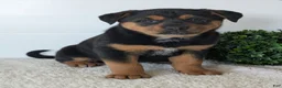 Mixed Breed dogs for sale: Luna - Ad 10