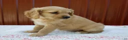 Miniature Golden Retriever dogs for sale: Ginger - Ad 3
