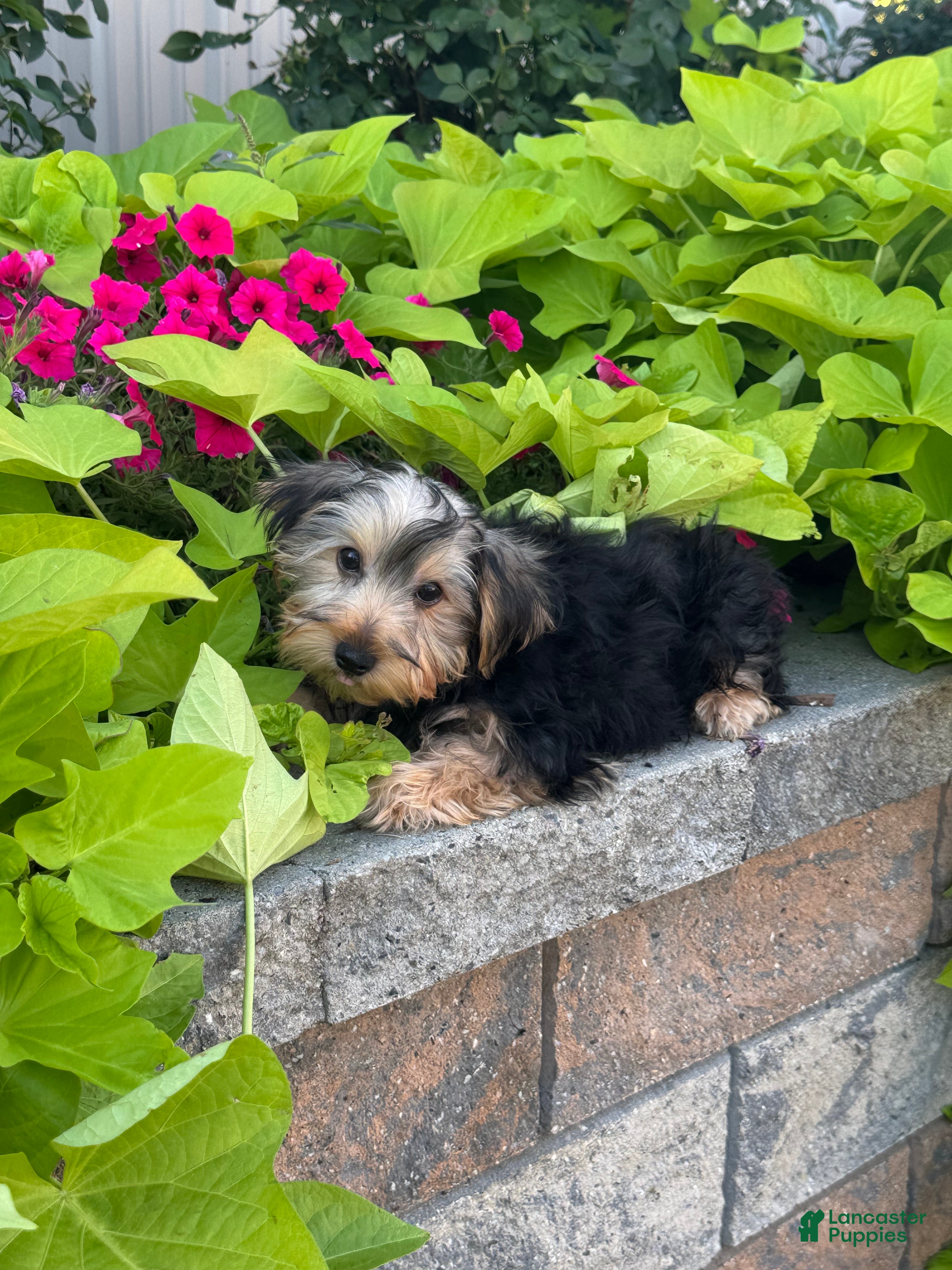Yorkshire Terrier dogs York - Ad 28