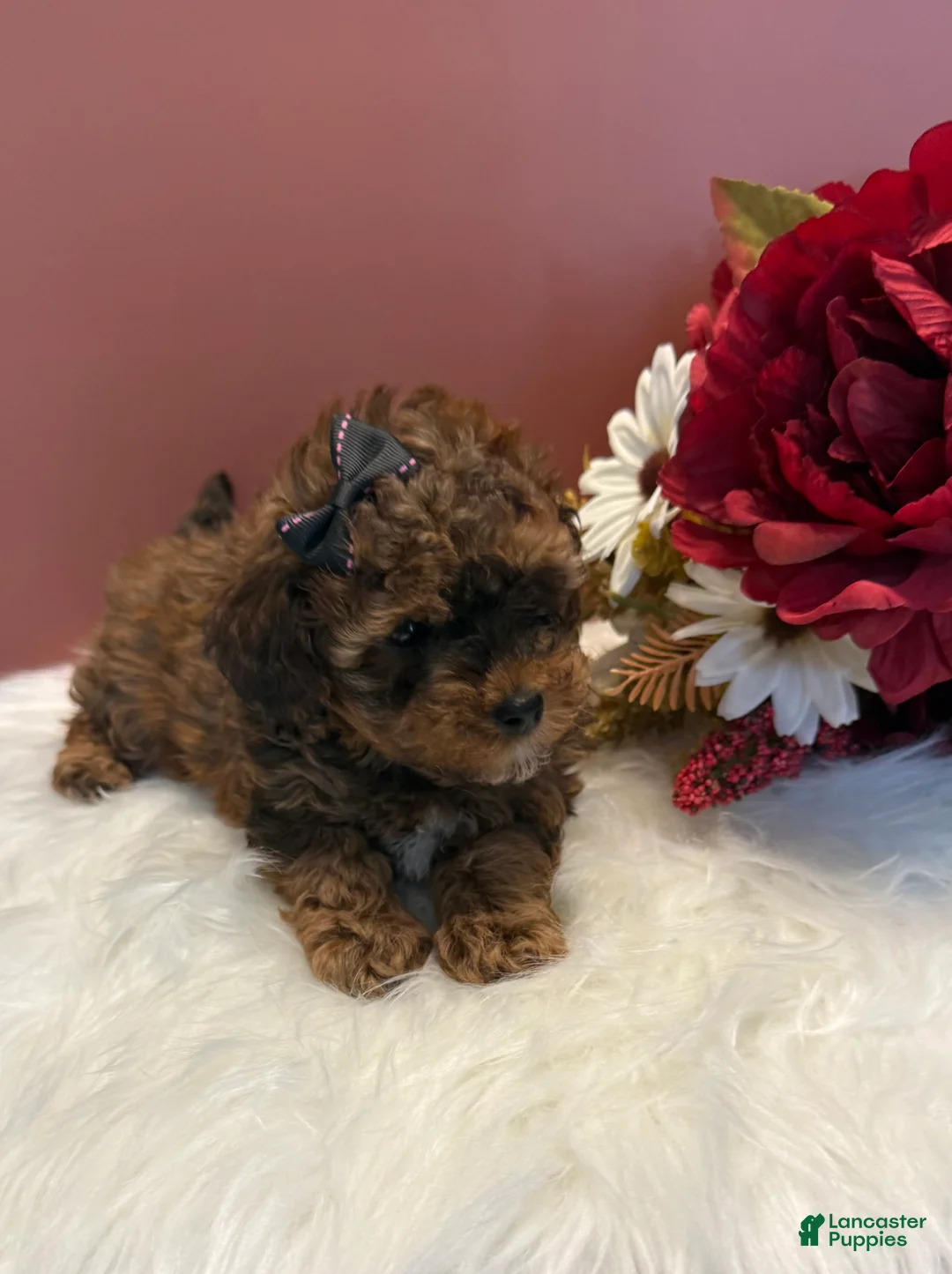 Toy Poodle dogs for sale: Molly teacup - Ad 2