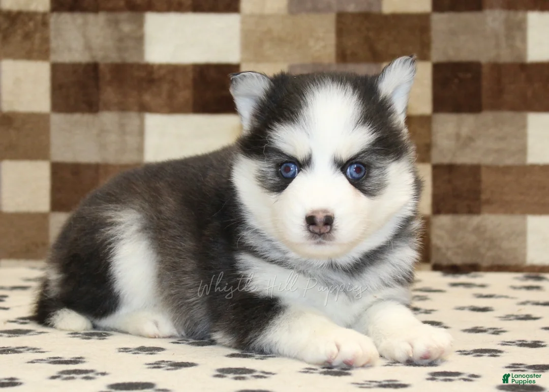 Pomsky dogs for sale: Ice - Ad 2