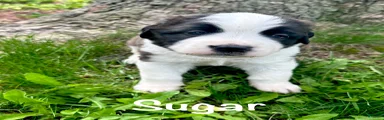 Sugar