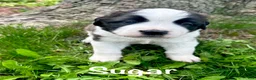 Saint Bernard dogs for sale: Sugar - Ad 1