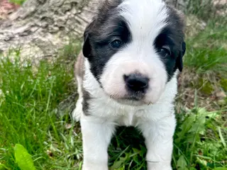 Saint Bernard dogs for sale: Sugar - Ad 1