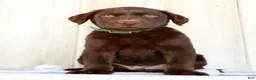 Labrador Retriever dogs for sale: Rusty - Ad 5