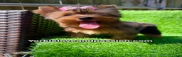 Yorkshire Terrier dogs for sale: Yorkshire Terrier 1 - Ad 5