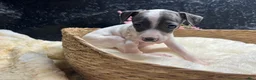 Italian Greyhound dogs for sale: Italian Greyhound 3 - Ad 10