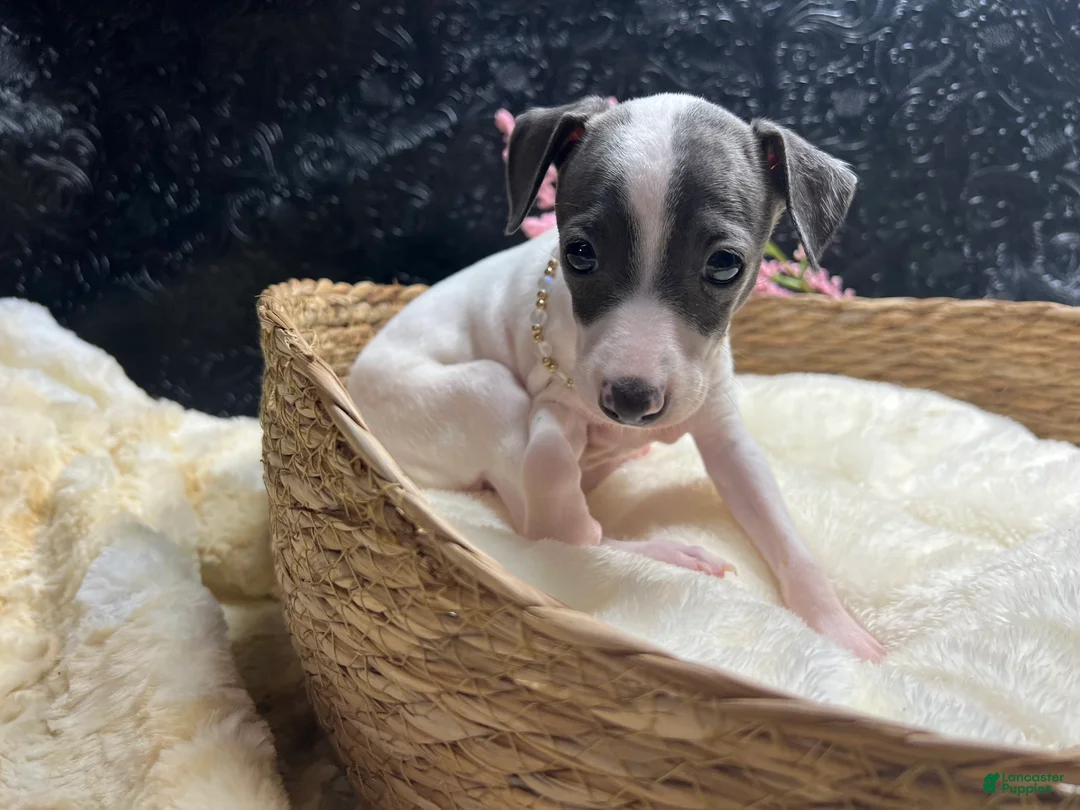 Italian Greyhound dogs for sale: Italian Greyhound 3 - Ad 10