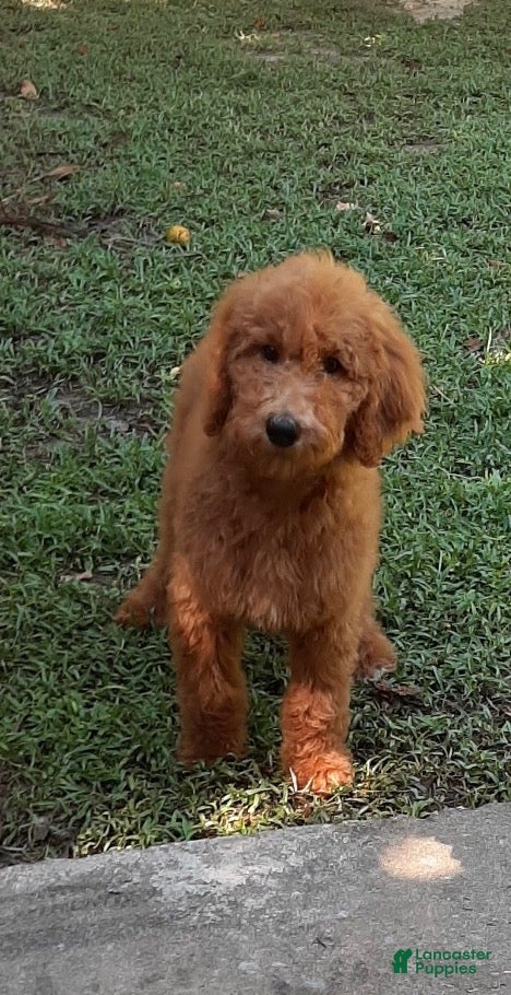 Standard Poodle dogs Daisy (Purple Collar) - Ad 5