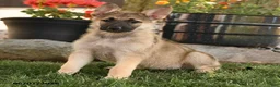 German Shepherd dogs for sale: Francis - Ad 4
