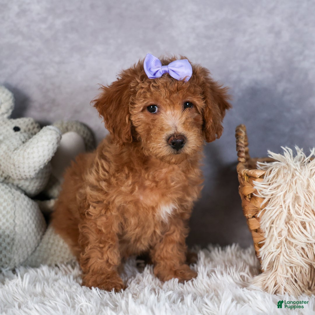 Shihpoo dogs for sale: Evie - Ad 4