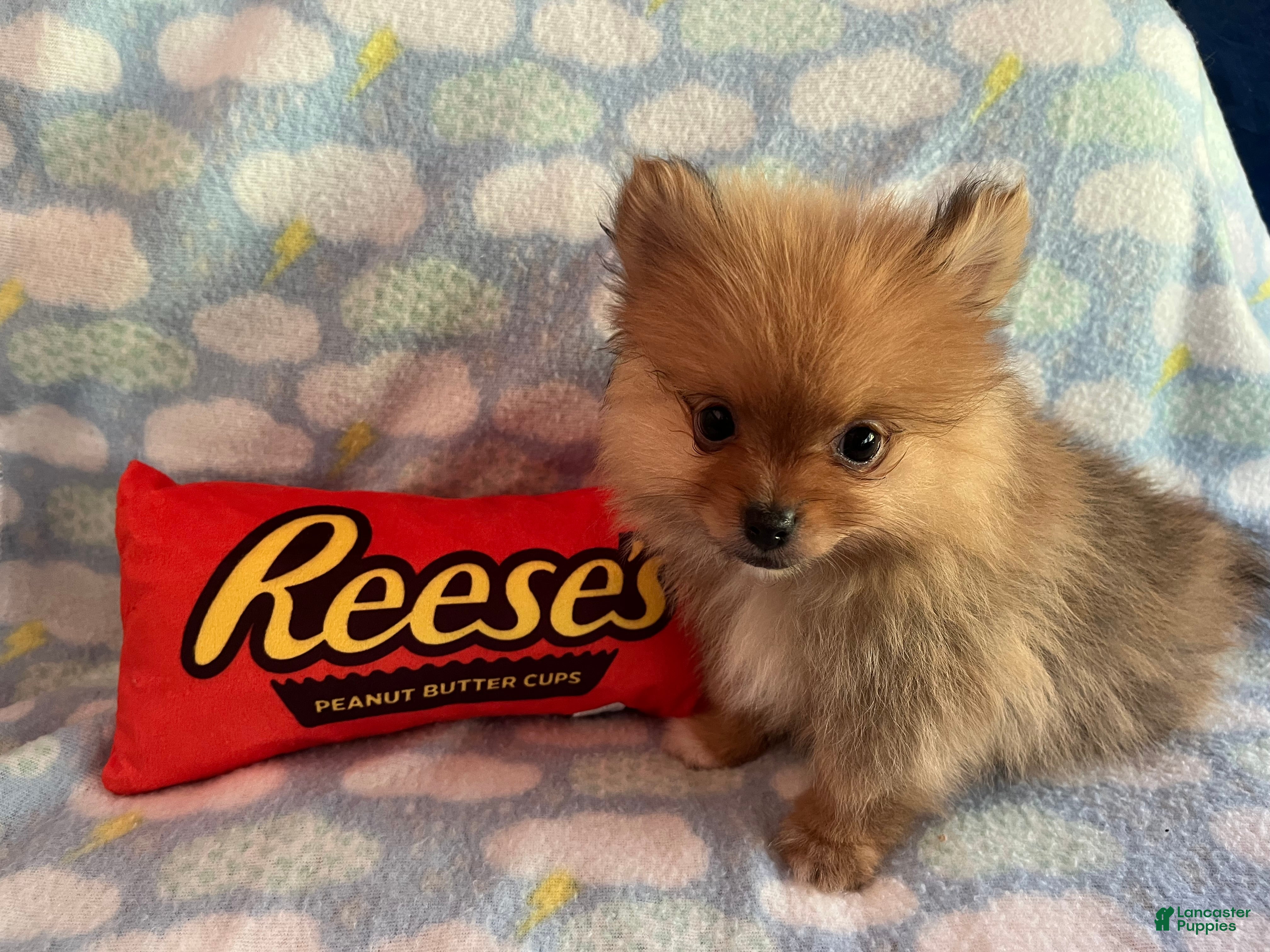 Pomeranian dogs READY NOW Orangle Sable - Hugo B2 - Ad 2