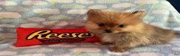 Pomeranian dogs for sale: READY NOW Orangle Sable - Hugo B2 - Ad 2