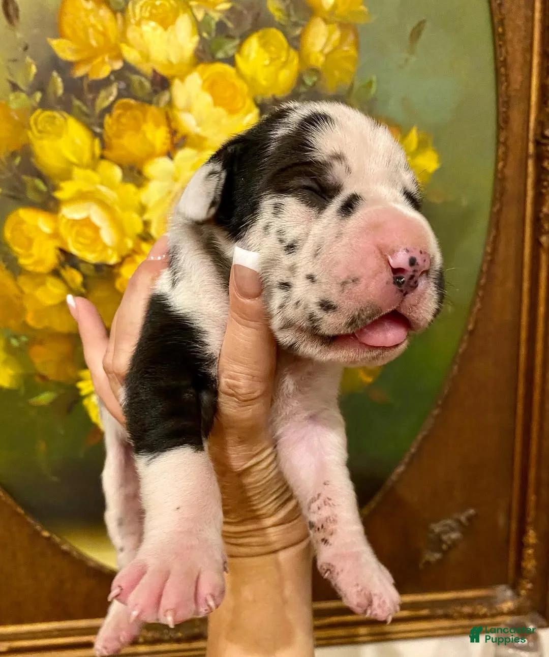 Great Dane dogs for sale: Carbon Creed's Leviathan 🌊 - Ad 1