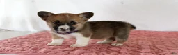 Welsh Corgi Pembroke dogs for sale: Holly - Ad 2