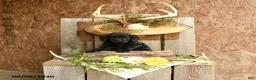 Labrador Retriever dogs for sale: Gunner - Ad 5
