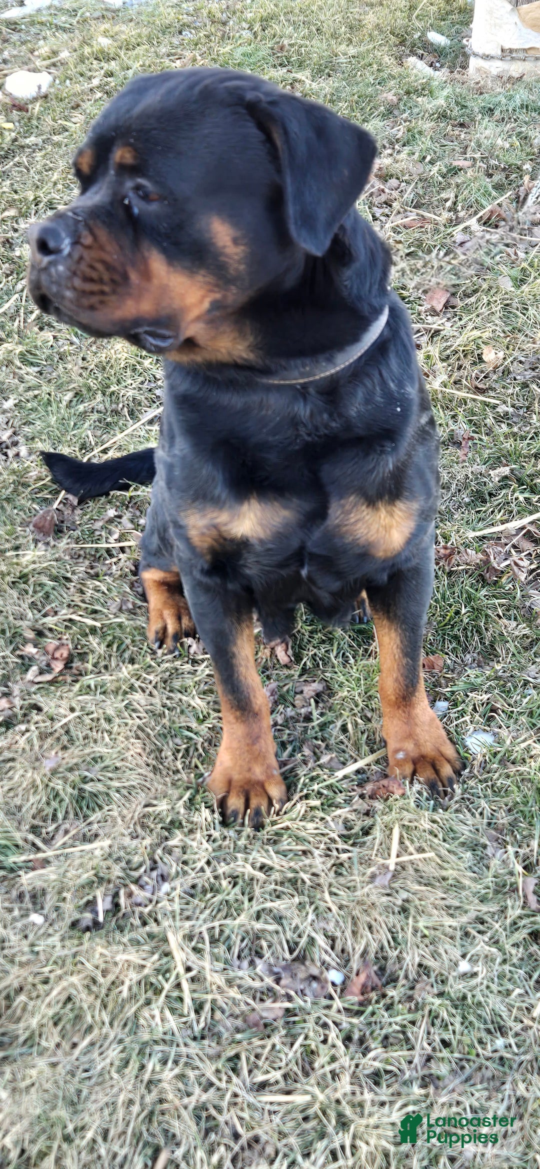 Rottweiler dogs for sale: Oxanna - Ad 3
