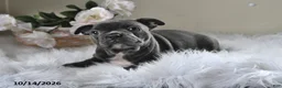 Frenchton dogs for sale: Bandit - Ad 4