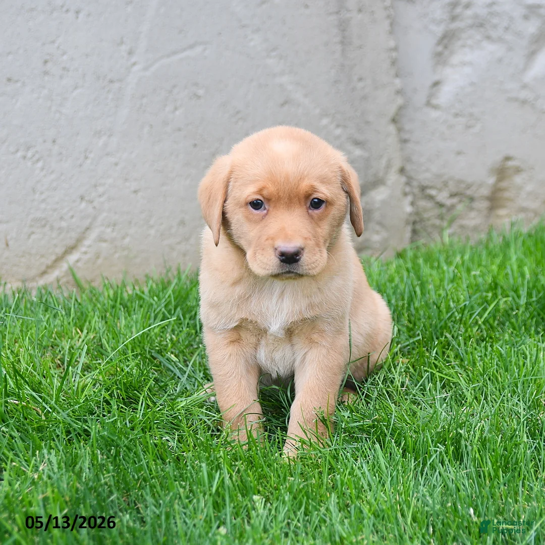Labrador Retriever dogs for sale: Eliza  - Ad 5
