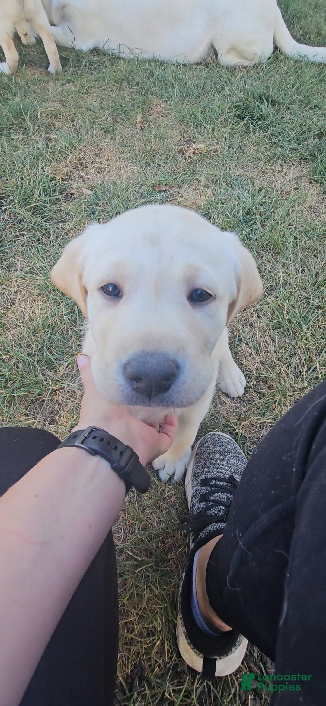 Labrador Retriever Puppies for sale in Illinois Lancaster Puppies