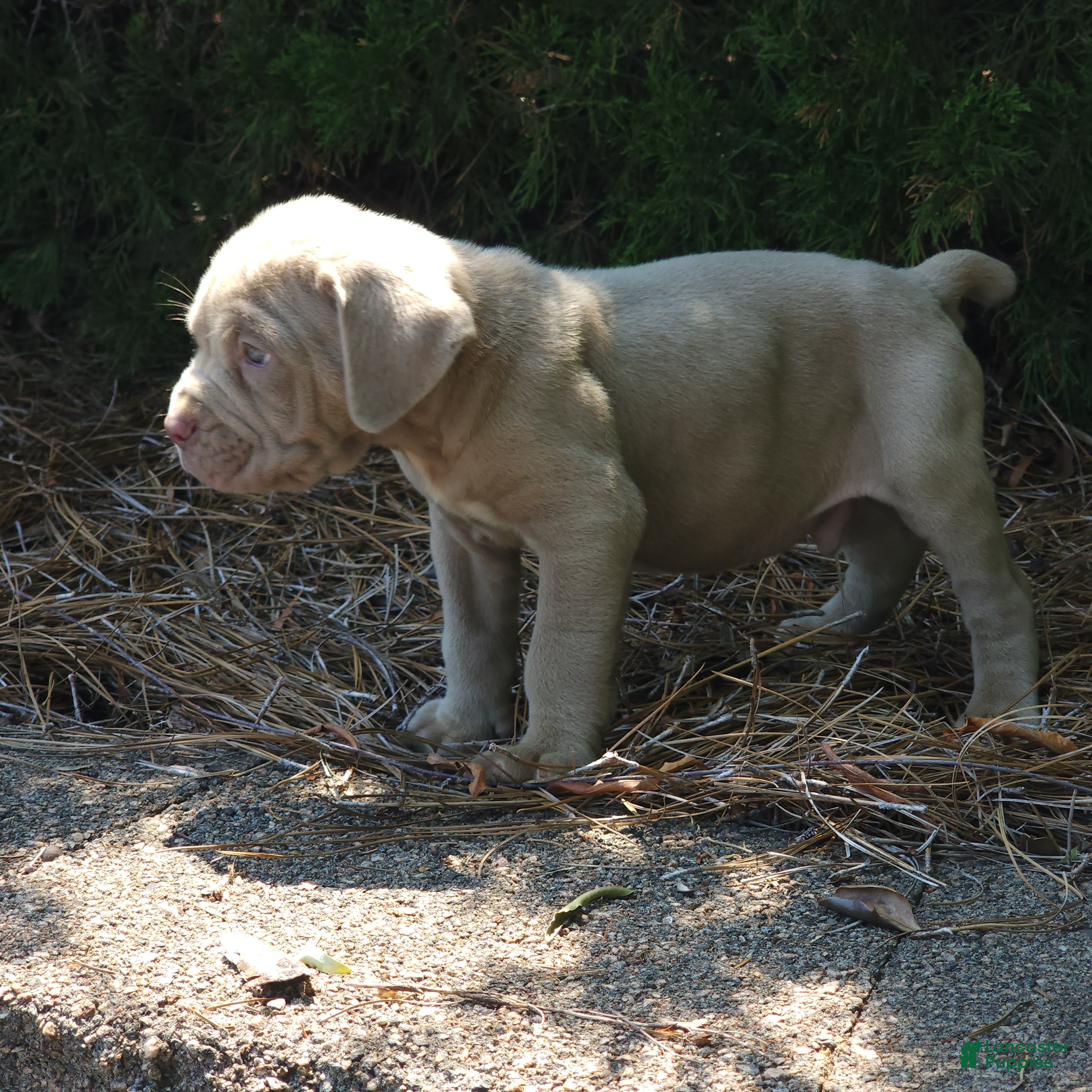 Neapolitan Mastiff dogs Mack - Ad 2