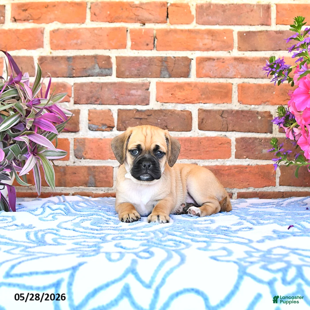 Puggle dogs for sale: Regan  - Ad 2