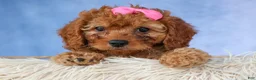 Cavapoo dogs for sale: TAMMY - Ad 5
