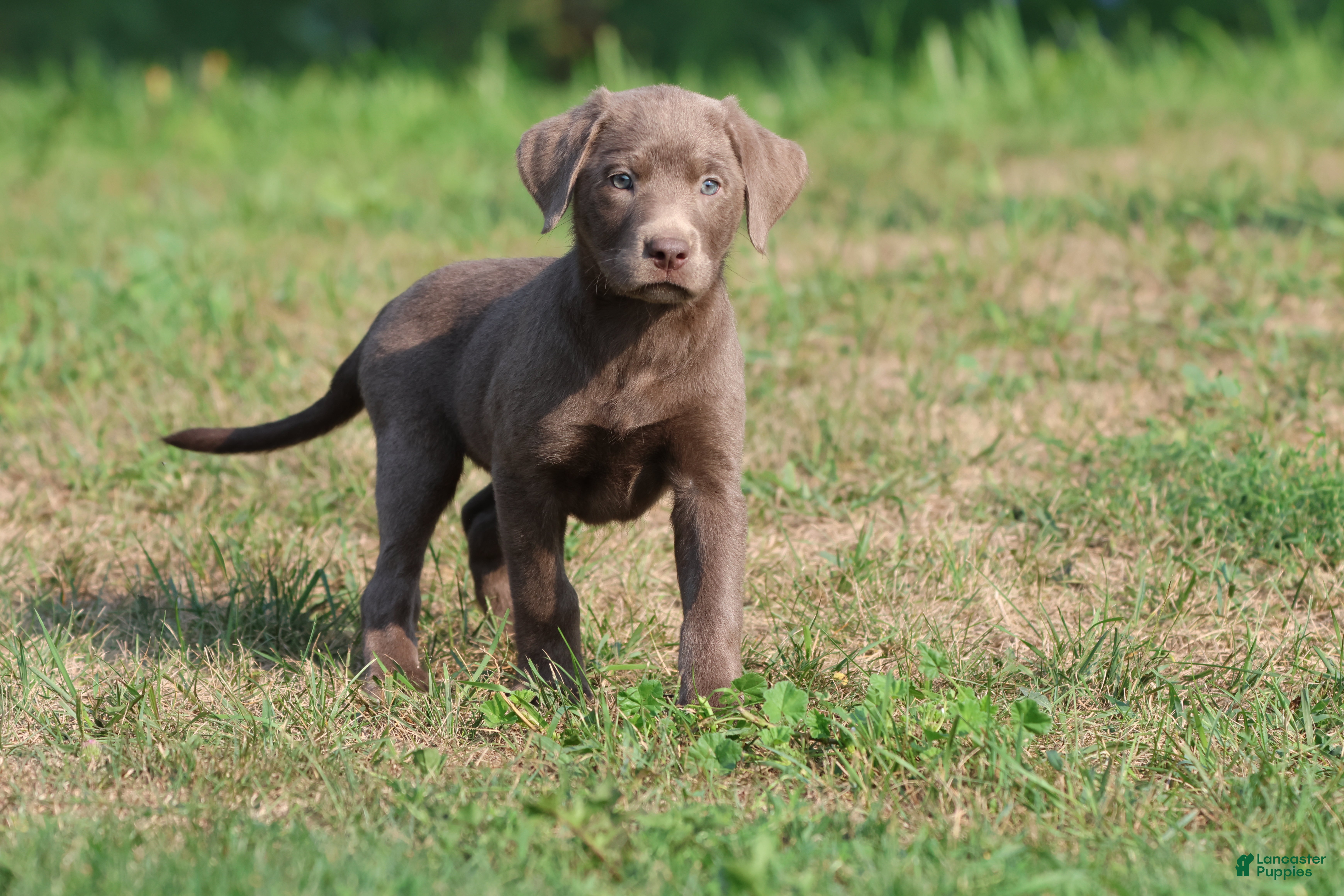 Labrador Retriever dogs Bailey  - Ad 2