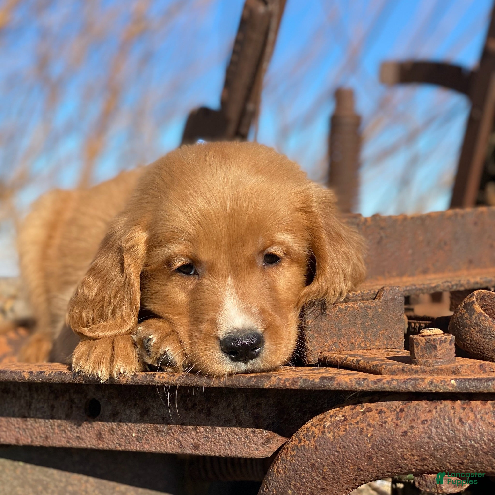 Mixed Breed dogs Charlie - Ad 28