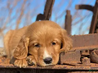 Mixed Breed dogs Charlie - Ad 28