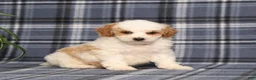 Miniature Poodle dogs for sale: Xelly - Ad 1