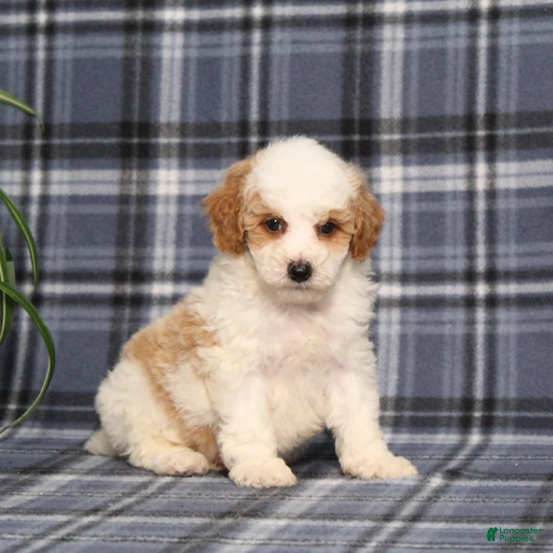 Miniature Poodle dogs for sale: Xelly - Ad 1
