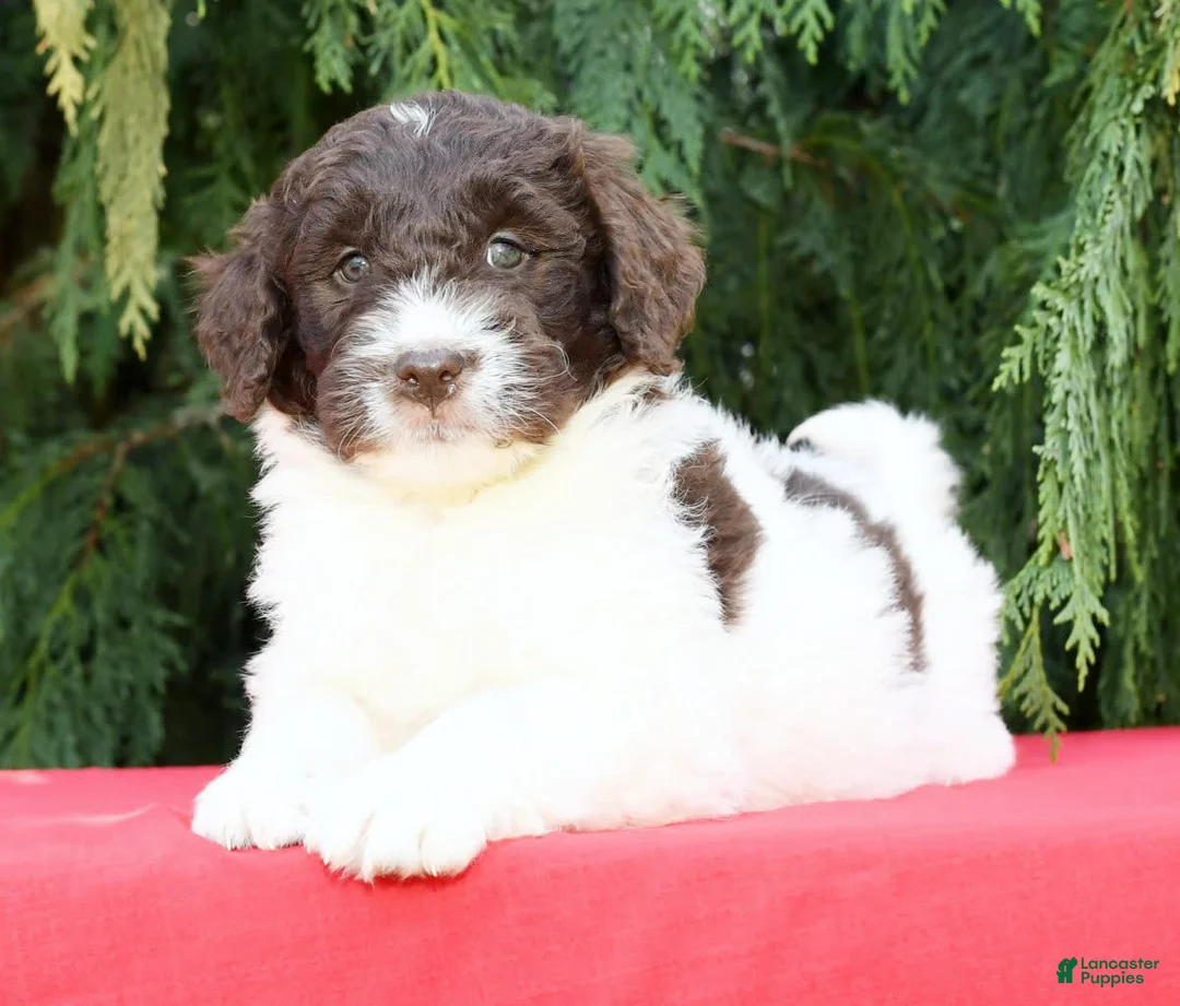 Gallery Image {{count}}