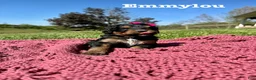 Bernedoodle dogs for sale: Emmylou - Ad 1