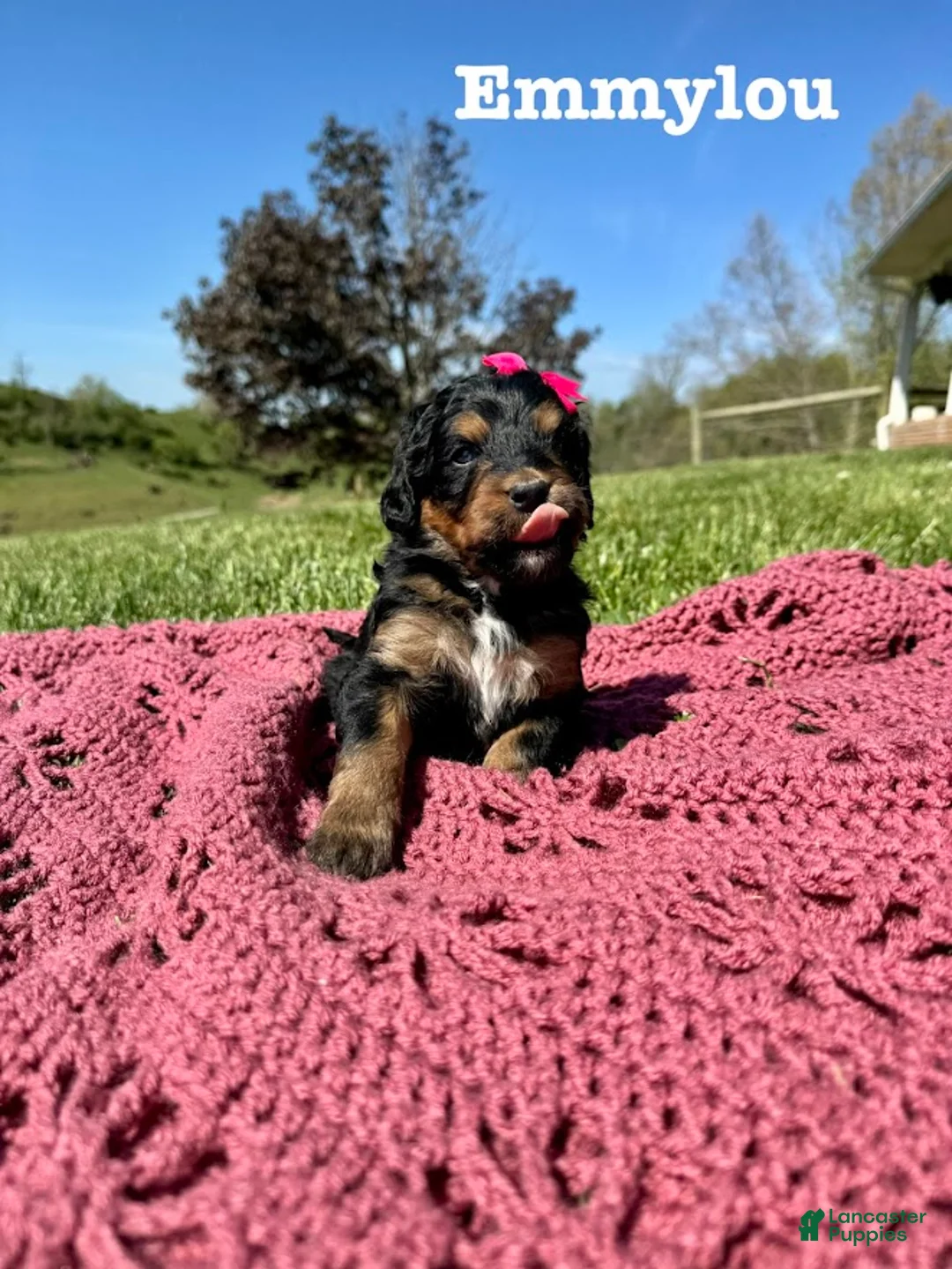 Bernedoodle dogs for sale: Emmylou - Ad 1