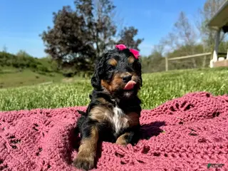 Bernedoodle dogs Emmylou - Ad 28
