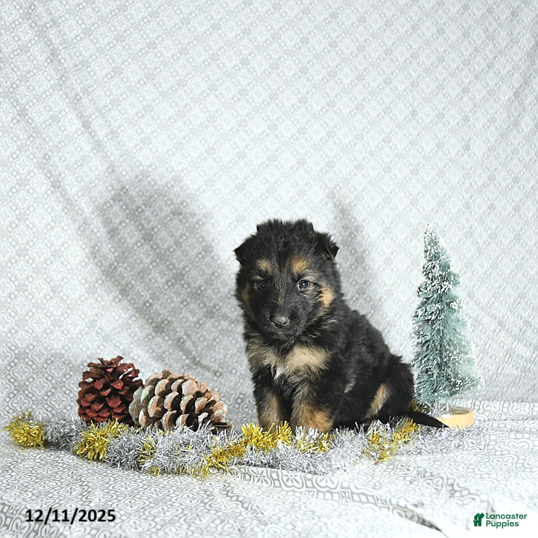 German Shepherd dogs for sale: Ozzy - Ad 2