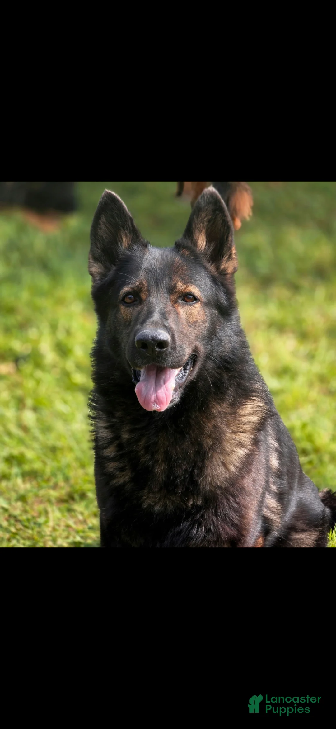 German Shepherd dogs for sale: German Shepherd Puppy 1 - Ad 2