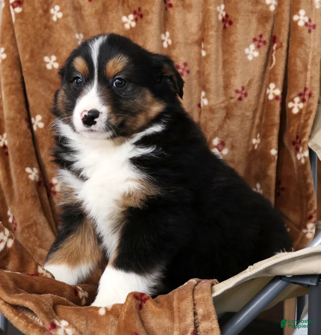 Australian Shepherd dogs for sale: Jared - Ad 5
