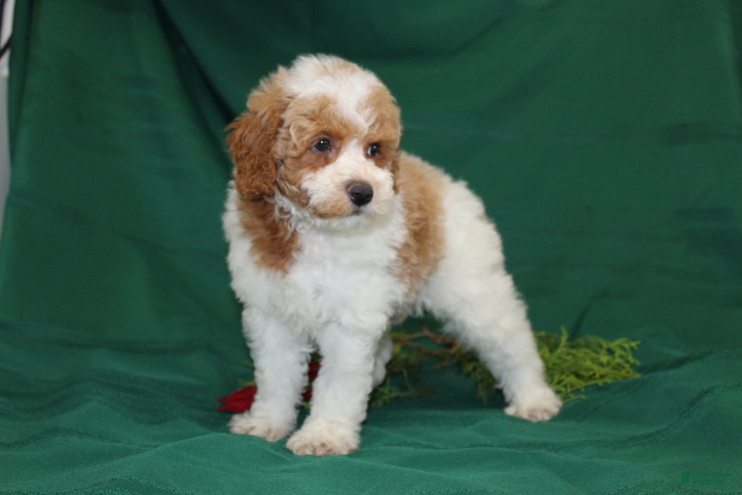 Miniature Poodle dogs for sale: Olaf - Ad 9