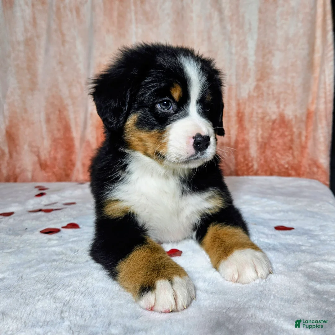 Bernese Mountain Dog dogs for sale: Everest  - Ad 5