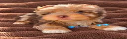 Yorkshire Terrier dogs for sale: Prince Zevs of Biewerlux  - Ad 5