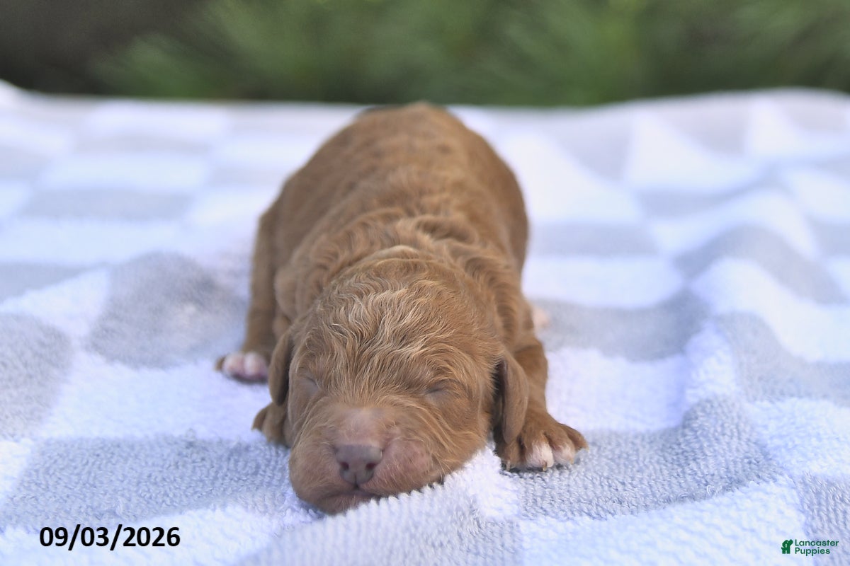 Mini Goldendoodle dogs Basil - Ad 1