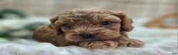 Cockapoo dogs for sale: Nigel - Ad 15