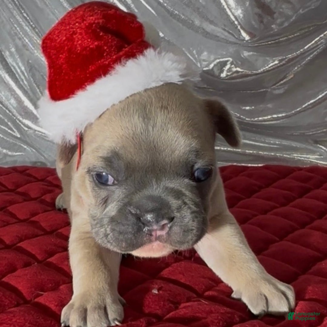 French Bulldog dogs for sale: Sabrina - Ad 9