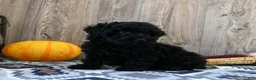 Miniature Poodle dogs for sale: Connor - Ad 3