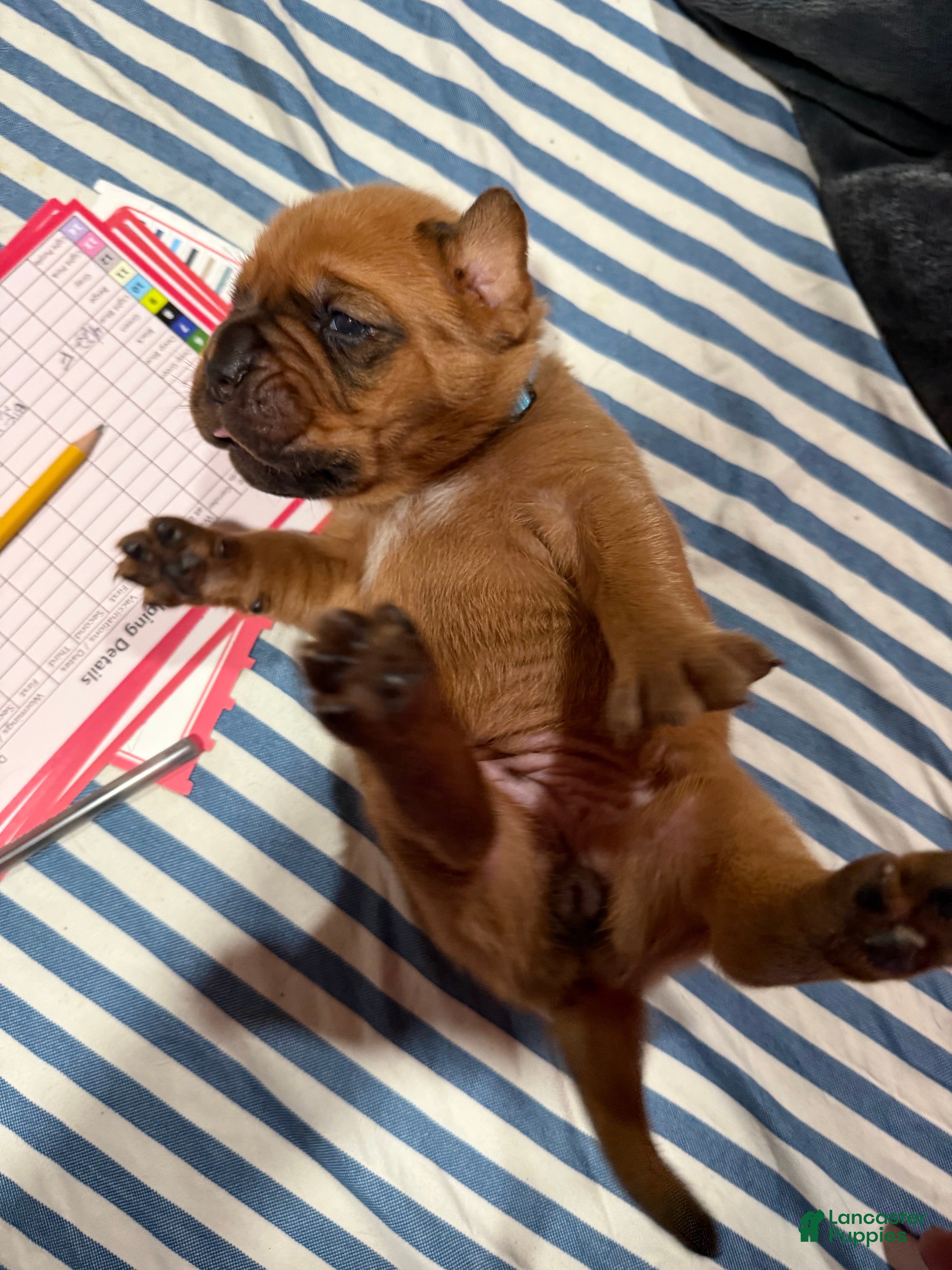 Dogue De Bordeaux dogs for sale: Dogue De Bordeaux Puppy 6 - Ad 2
